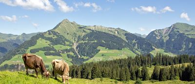 Kühe auf der Weide mit Blick zum Türtschhorn und rechts dem Zafernhorn